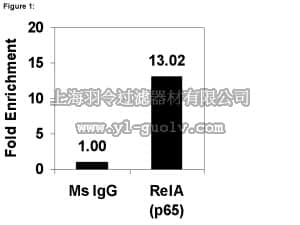merck millipore,默克密理博,17-10060,ChIPAb+ NFκB p65 (RelA) - ChIP Validated Antibody and Primer Set