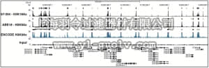 merck millipore,默克密理博,17-10111,ChIPAb+™ Acetyl-Histone H3 (Lys18) - ChIP Validated Antibody and Primer Set
