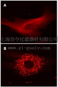merck millipore,默克密理博,17-10143,LentiBrite ™ RFP-LC3 Lentiviral Biosensor