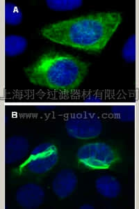 merck millipore,默克密理博,17-10152,LentiBrite ™ GFP-Vimentin Lentiviral Biosensor