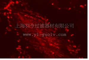 merck millipore,默克密理博,17-10155,LentiBrite™ Paxillin-RFP Lentiviral Biosensor