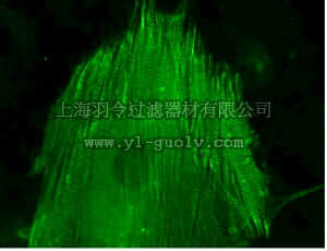 merck millipore,默克密理博,17-10156,LentiBrite™ α-actinin-GFP Lentiviral Biosensor