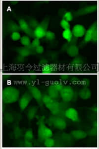 merck millipore,默克密理博,17-10189,LentiBrite ™ GFP-LC3 Control Mutant Lentiviral Biosensor