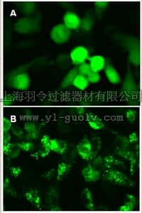 merck millipore,默克密理博,17-10193,LentiBrite ™ GFP-LC3 Lentiviral Biosensor