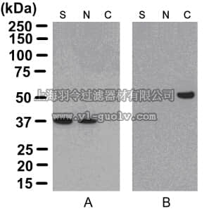 merck millipore,默克密理博,17-10195,ProteoExtract Cytoskeleton Enrichment and Isolation Kit