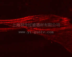 merck millipore,默克密理博,17-10196,LentiBrite™ α-actinin-RFP Lentiviral Biosensor