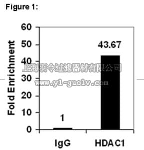merck millipore,默克密理博,17-10199,ChIPAb+™ HDAC1 Antibody, rabbit monoclonal