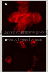 merck millipore,默克密理博,17-10203,LentiBrite ™ RFP-β-actin Lentiviral Biosensor
