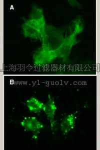 merck millipore,默克密理博,17-10204,LentiBrite ™ GFP-β-actin Lentiviral Biosensor