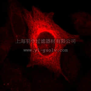 merck millipore,默克密理博,17-10205,LentiBrite ™ RFP-Tubulin Lentiviral Biosensor