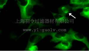 merck millipore,默克密理博,17-10206,LentiBrite ™ GFP-Tubulin Lentiviral Biosensor