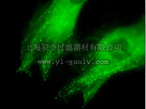merck millipore,默克密理博,17-10208,LentiBrite ™ EB3-GFP Lentiviral Biosensor