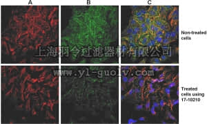 merck millipore,默克密理博,17-10210,ProteoExtract Native Cytoskeleton Enrichment