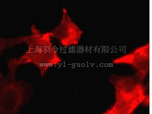 merck millipore,默克密理博,17-10218,LentiBrite ™ RFP-Cortactin Lentiviral Biosensor