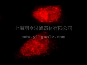 merck millipore,默克密理博,17-10220,LentiBrite ™ RFP-Rad51 Lentiviral Biosensor