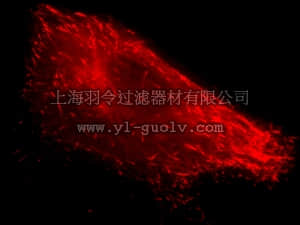 merck millipore,默克密理博,17-10222,LentiBrite ™ EB3-RFP Lentiviral Biosensor