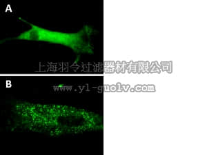 merck millipore,默克密理博,17-10224,LentiBrite™ GFP-p62 Lentiviral Biosensor