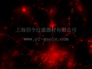 merck millipore,默克密理博,17-10226,LentiBrite ™ PSD95-RFP Lentiviral Biosensor