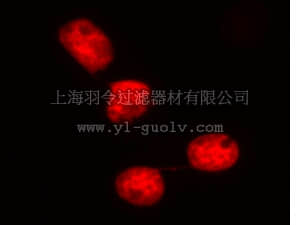 merck millipore,默克密理博,17-10228,LentiBrite™ Histone H2B-RFP Lentiviral Biosensor