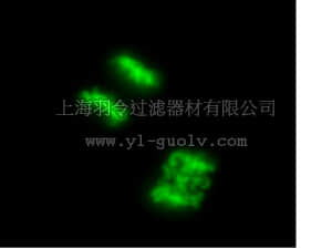 merck millipore,默克密理博,17-10229,LentiBrite™ Histone H2B-GFP Lentiviral Biosensor