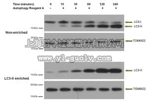 merck millipore,默克密理博,17-10232,LC3-II Enrichment Kit (Western Blot)