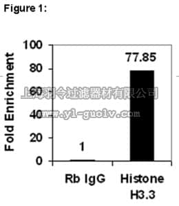merck millipore,默克密理博,17-10245,ChIPAb+™ Histone H3.3 - ChIP Validated Antibody and Primer Set