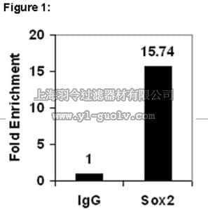 merck millipore,默克密理博,17-10256,ChIPAb+™ SOX-2 - ChIP Validated Antibody and Primer Set