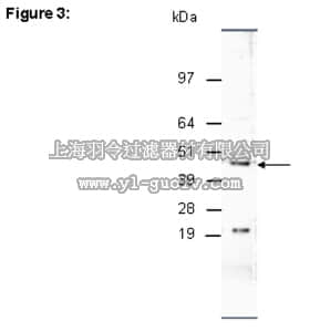 merck millipore,默克密理博,17-10262,ChIPAb+™ JMJD1C - ChIP Validated Antibody and Primer Set
