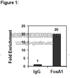 merck millipore,默克密理博,17-10267,ChIPAb+™ FOXA1 Antibody