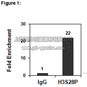 merck millipore,默克密理博,17-10269,ChIPAb+™ Phospho-Histone H3 (Ser28) Antibody