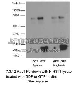 merck millipore,默克密理博,17-10393,Rac1 Activation Magnetic Beads Pulldown Assay