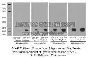 merck millipore,默克密理博,17-10394,Rac1/cdc42 Activation Magnetic Beads Pulldown Assay