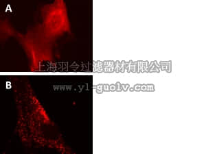 merck millipore,默克密理博,17-10404,LentiBrite™ RFP-p62 Lentiviral Biosensor