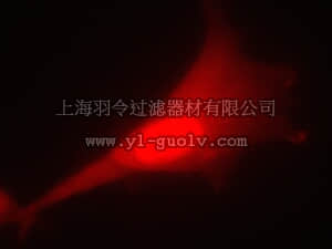 merck millipore,默克密理博,17-10409,LentiBrite™ RFP Control Lentiviral Biosensor