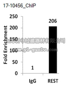 merck millipore,默克密理博,17-10456,ChIPAb+ REST - ChIP Validated Antibody and Primer Set