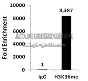 merck millipore,默克密理博,17-10498,ChIPAb+ Monomethyl-Histone H3 (Lys36) - ChIP Validated Antibody and Primer Set
