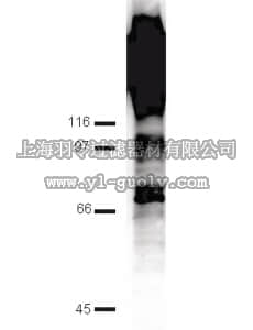 merck millipore,默克密理博,17-123,Anti-Phosphotyrosine Immunoblotting Kit (4G10, HRP conjugate)