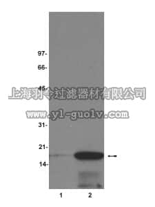 merck millipore,默克密理博,17-306,Control Histones (+/- colcemid)