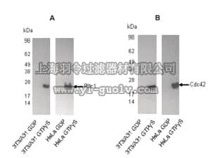 merck millipore,默克密理博,17-441,Rac1/Cdc42 Activation Assay Kit