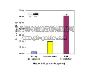 merck millipore,默克密理博,17-497,Ras Activation ELISA ASSAY Kit