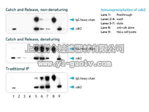 merck millipore,默克密理博,17-501,Catch and Release v2.0 High Throughput (HT) Immunoprecipitation Assay Kit- 96 well