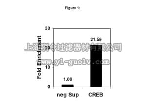 merck millipore,默克密理博,17-600,ChIPAb+ CREB - ChIP Validated Antibody and Primer Set, rabbit monoclonal