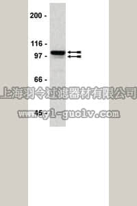 merck millipore,默克密理博,17-601,ChIPAb+ Sp1 - ChIP Validated Antibody and Primer Set