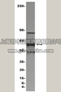merck millipore,默克密理博,17-604,ChIPAb+ LEF1 - ChIP Validated Antibody and Primer Set