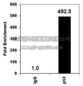 merck millipore,默克密理博,17-613,ChIPAb+ p53 - ChIP Validated Antibody and Primer Set