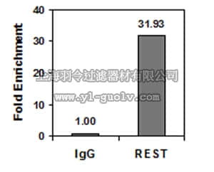 merck millipore,默克密理博,17-641,ChIPAb+ REST - ChIP Validated Antibody and Primer Set