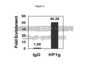 merck millipore,默克密理博,17-646,ChIPAb+ HP1γ - ChIP Validated Antibody and Primer Set