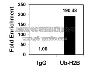 merck millipore,默克密理博,17-650,ChIPAb+ Ubiquityl-Histone H2B - ChIP Validated Antibody and Primer Set