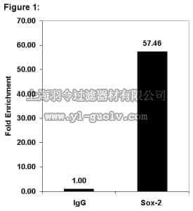 merck millipore,默克密理博,17-656,ChIPAb+ Sox-2, clone 6F1.2 - ChIP Validated Antibody and Primer Set
