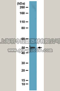 merck millipore,默克密理博,17-663,ChIPAb+ EED - ChIP Validated Antibody and Primer Set